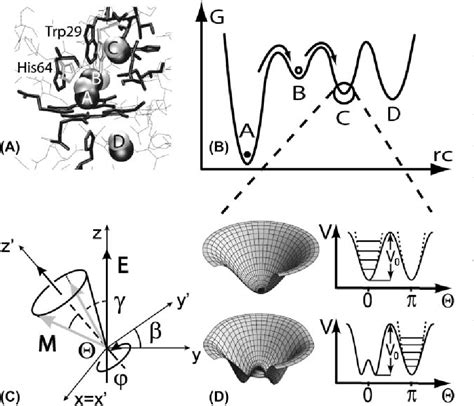 Probing Electric Fields in Protein Cavities by Using the Vibrational 